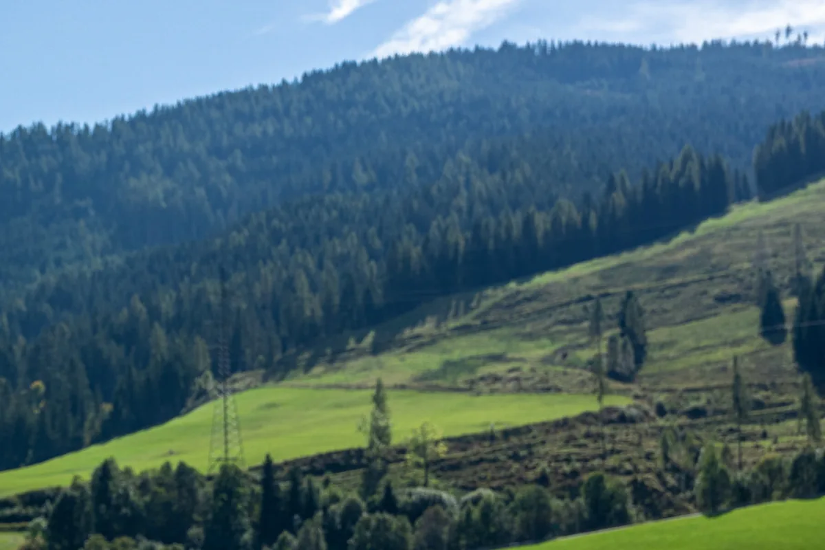 Blick von der Terrasse auf Almwiesen und Wald